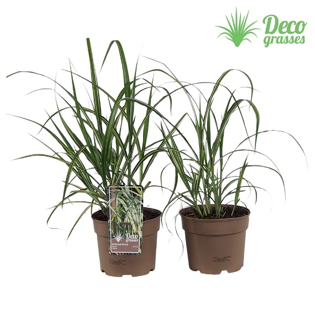 Image de Miscanthus sinensis 'Cabaret' - pot 19 cm