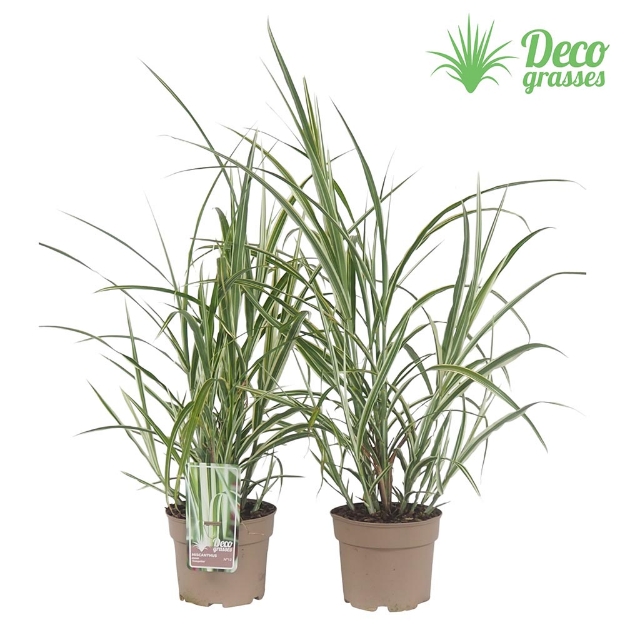 Image de Miscanthus sinensis 'Cosmopolitan' - pot 19 cm