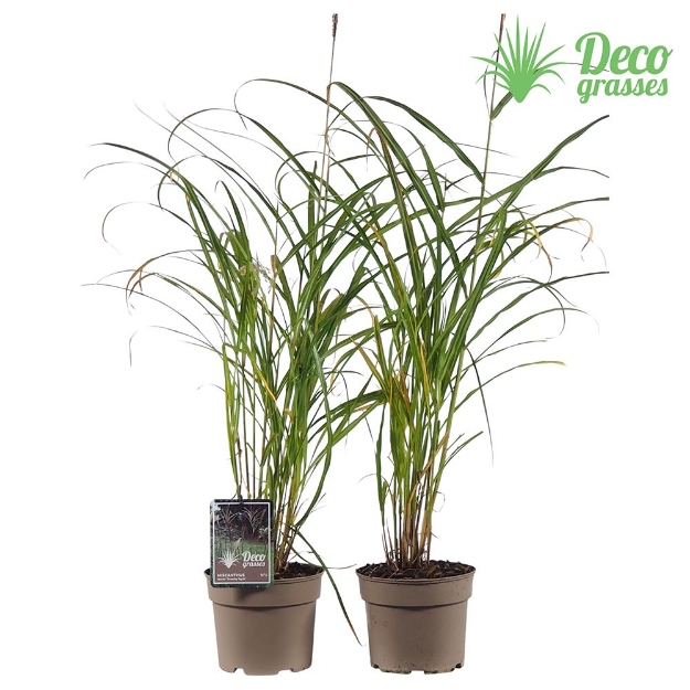 Image de Miscanthus sinensis 'Dronning Ingrid' - pot 19 cm