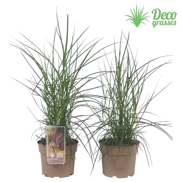 Image de Miscanthus sinensis 'Ferner Osten' - pot 19 cm