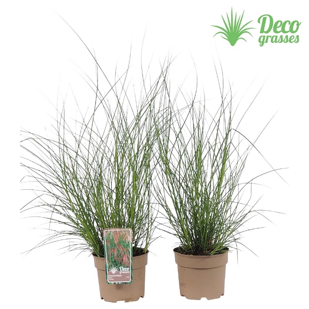 Image de Miscanthus sinensis 'Flamingo' - pot 19 cm