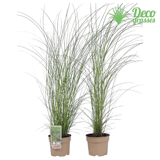 Image de Miscanthus sinensis 'Gracillimus' - pot 19 cm