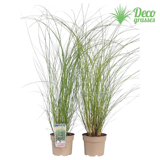 Image de Miscanthus sinensis 'Graziella' - pot 19 cm