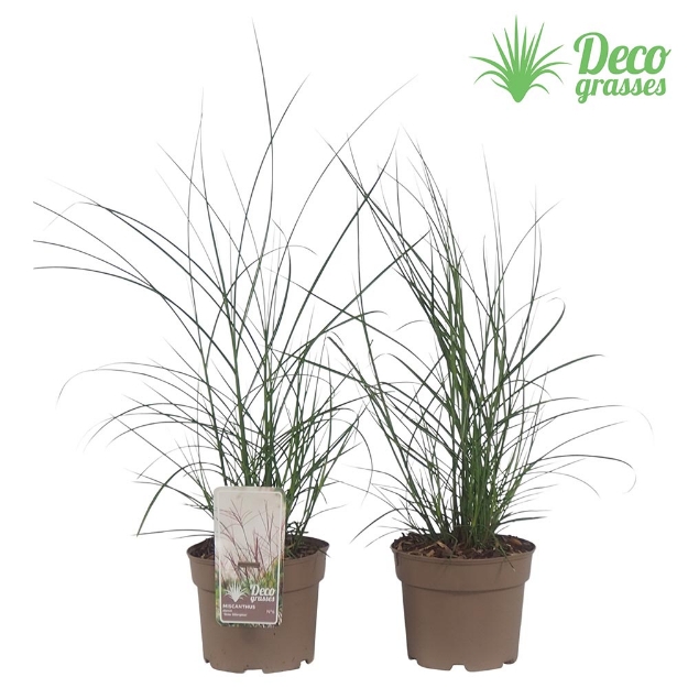 Image de Misanthus sinensis 'Kleine Silberspinne' - pot 19 cm