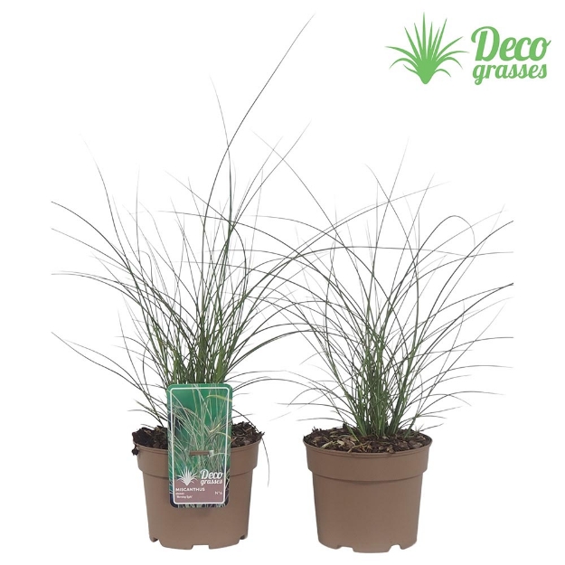 Image de Miscanthus sinensis 'Morning Light' - pot 19 cm