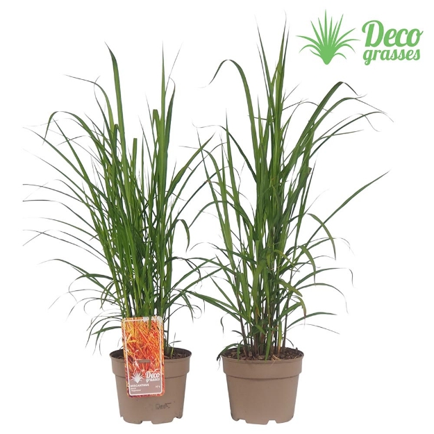 Image de Miscanthus sinensis 'Purpurescens' - pot 19 cm