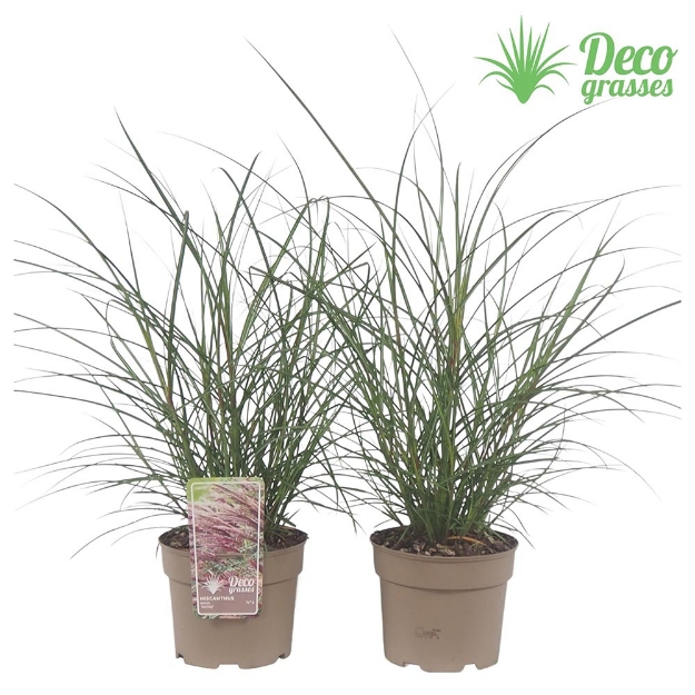 Image de Miscanthus sinensis 'Red Chief' - pot 19 cm