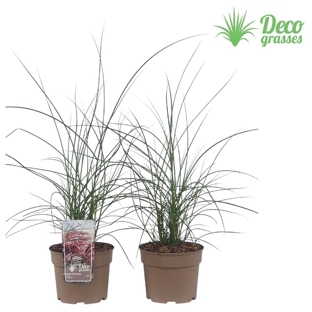 Image de Miscanthus sinensis 'Red Cloud'® - pot 19 cm