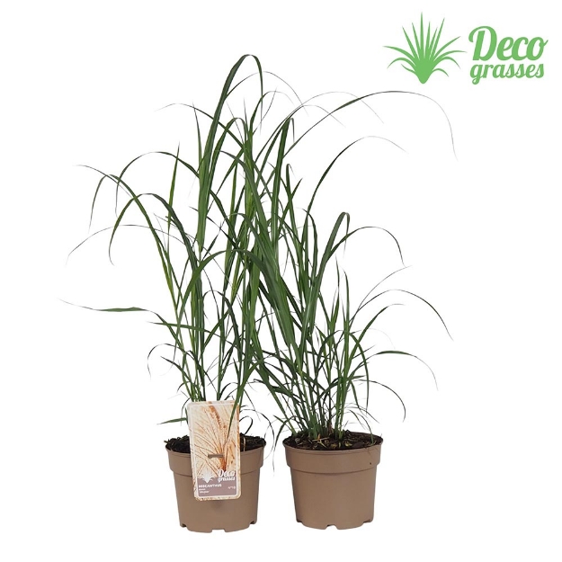 Image de Miscanthus sinensis 'Silberfeder' - pot 19 cm