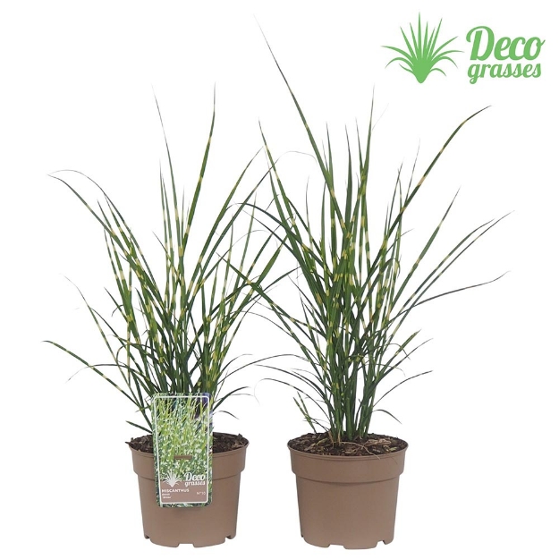 Image de Miscanthus sinensis 'Strictus' - pot 19 cm