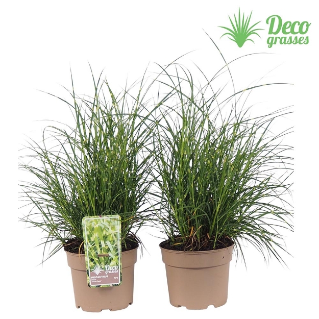 Image de Miscanthus sinensis 'Strictus Dwarf' - pot 19 cm