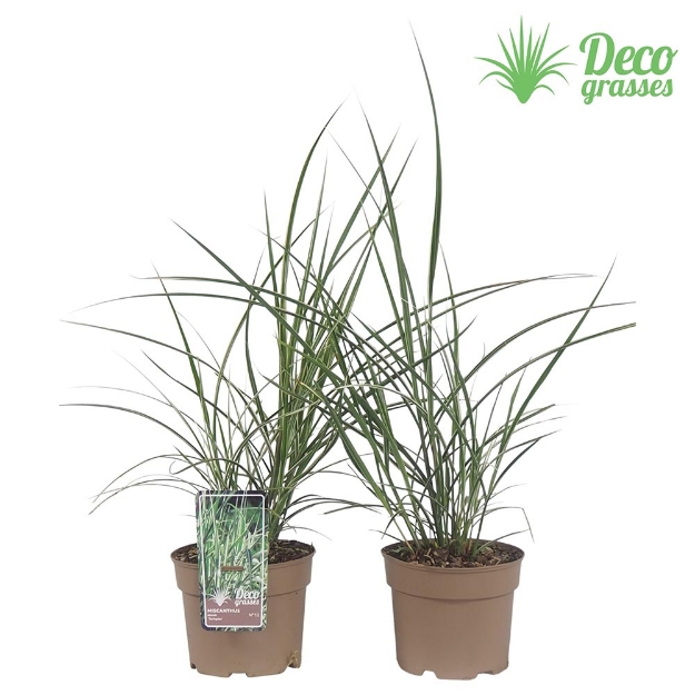 Image de Miscanthus sinensis 'Variegatus' - pot 19 cm