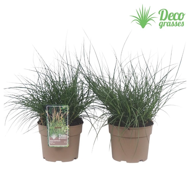 Image de Miscanthus sinensis 'Yaku Yima' - pot 19 cm