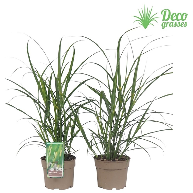 Image de Miscanthus sinensis 'Zebrinus' - pot 19 cm