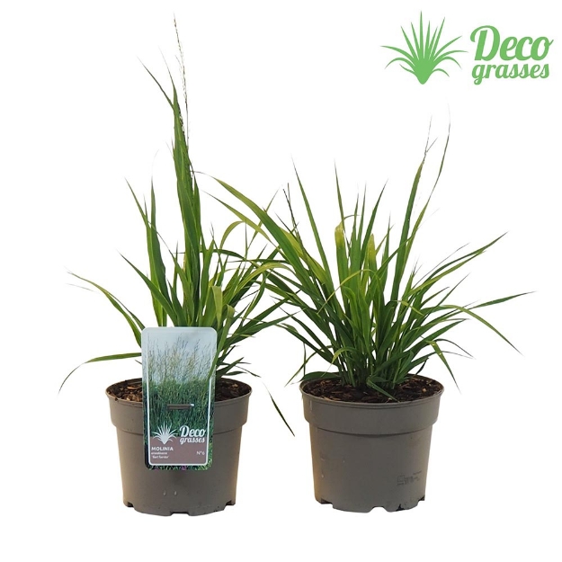 Image de Molinia arundinacea 'Karl Förster' - pot 19 cm