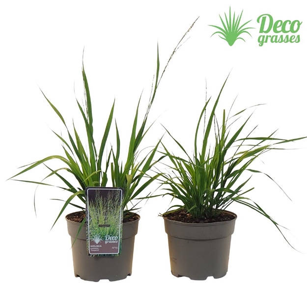 Image de Molinia arundinacea 'Transparant' - pot 19 cm