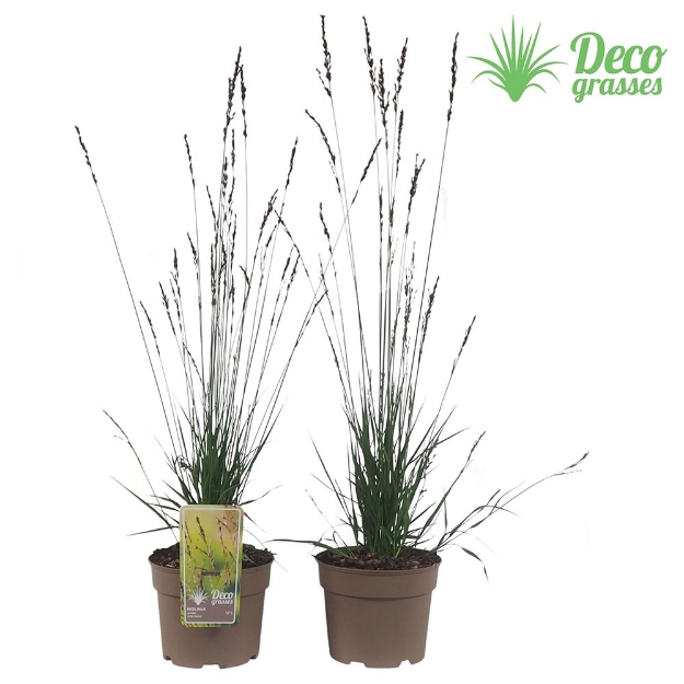 Image de Molinia caerulea 'edith Dudzes' - pot 19 cm