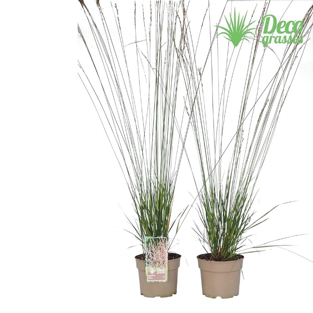Image de Molinia caerulea 'Heidebraut' - pot 19 cm