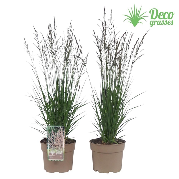 Image de Molinia caerulea 'Heidezwerg' - pot 19 cm