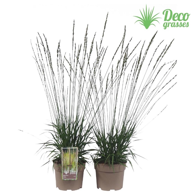 Image de Molinia caerulea 'Moorhexe' - pot 19 cm
