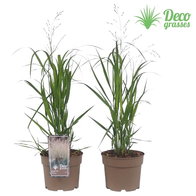 Image de Panicum virgatum 'Heavy Metal' - pot 19 cm