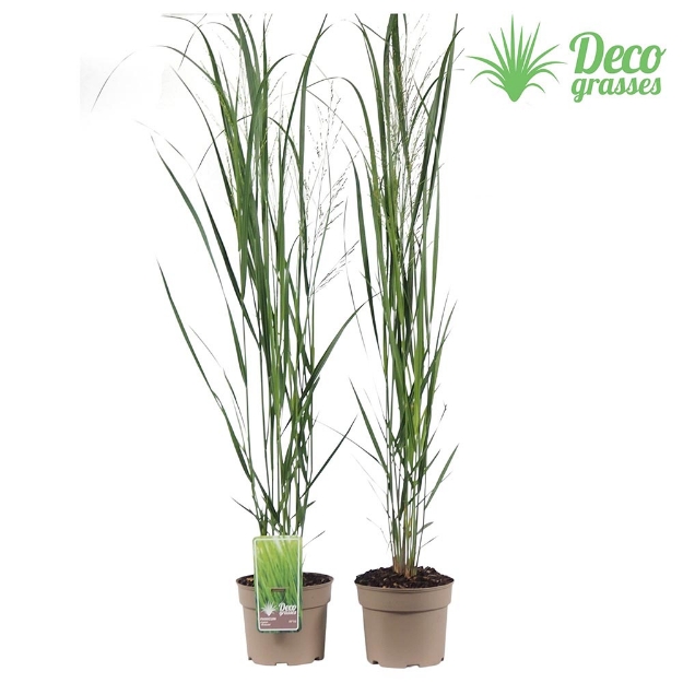 Image de Panicum virgatum 'Northwind' - pot 19 cm
