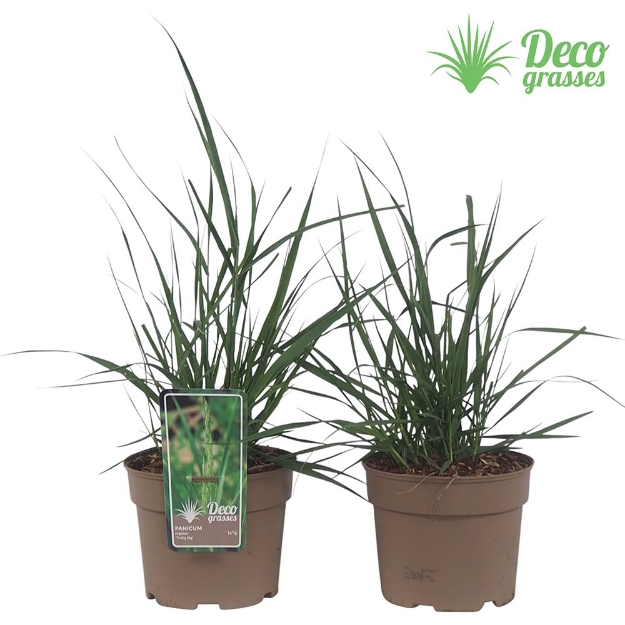 Image de Panicum virgatum 'Prairy Sky' - pot 19 cm
