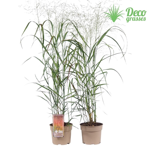 Image de Panicum virgatum 'Rehbraun' - pot 19 cm