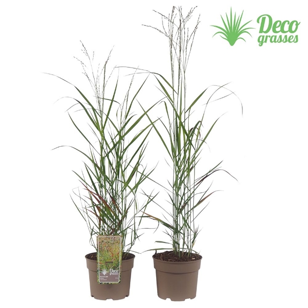 Image de Panicum virgatum 'Rotstrahlbusch' - pot 19 cm