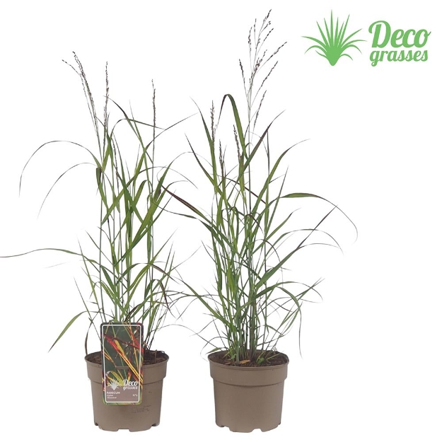 Image de Panicum virgatum 'Shenandoah' - pot 19 cm