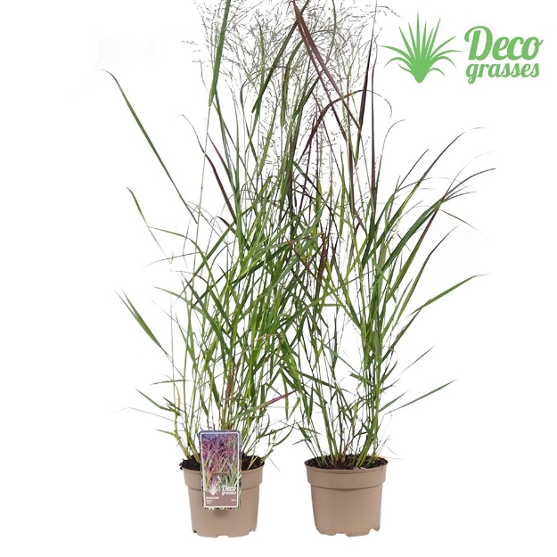 Image de Panicum virgatum 'Squaw' - pot 19 cm