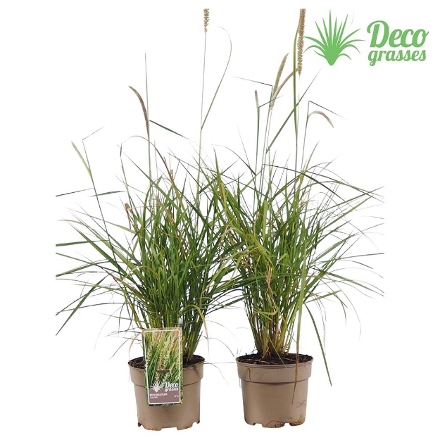 Image de Pennisetum 'Fairy Tails' - pot 19 cm