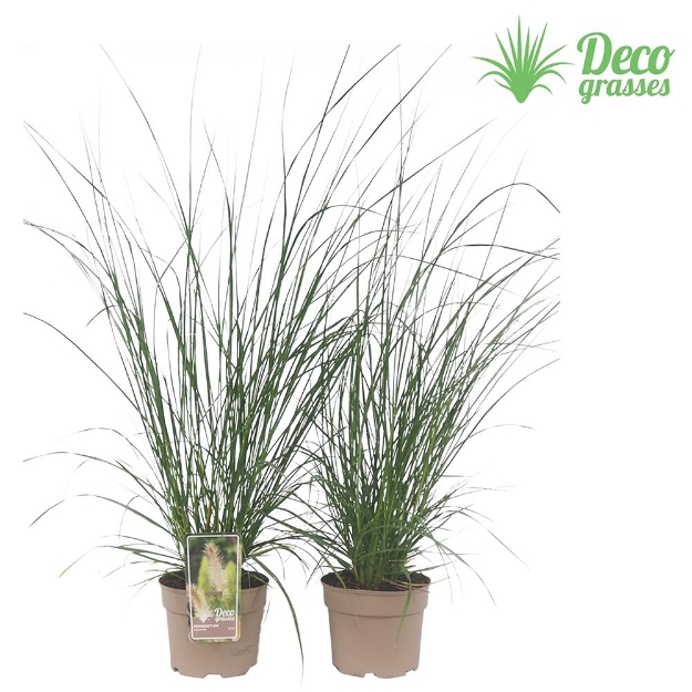 Image de Pennisetum alopecuroides - pot 19 cm