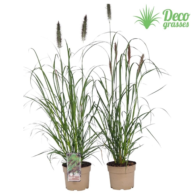 Image de Pennisetum alopecuroides 'Black Beauty' - pot 19 cm