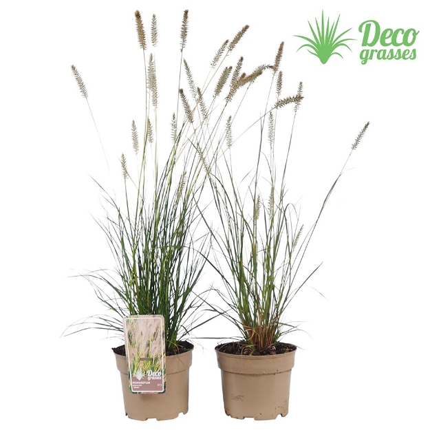 Image de Pennisetum alopecuroides 'Gelbstiel' - pot 19 cm