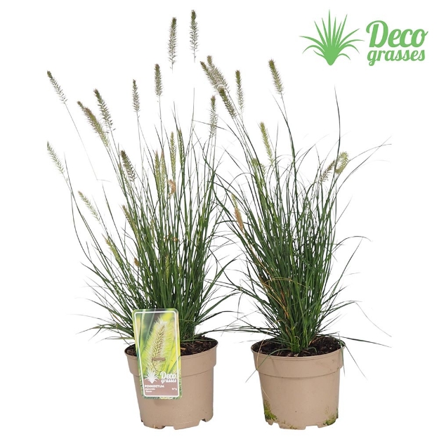 Image de Pennisetum alopecuroides 'Hameln' - pot 19 cm