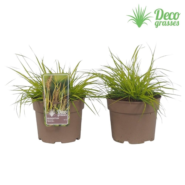 Image de Pennisetum alopecuroides 'Hameln Gold'® - pot 19 cm