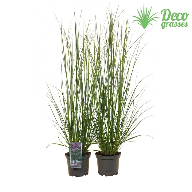 Image de Pennisetum alopecuroides 'Japonicum' - pot 19 cm