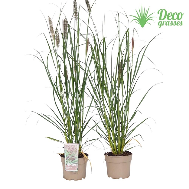 Image de Pennisetum alopecuroides 'Red Head' - pot 19 cm