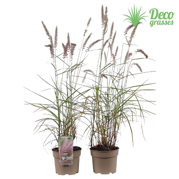 Image de Pennisetum orientale 'Karley Rose'® - pot 19 cm