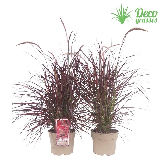 Image de Pennisetum advena 'Fireworks'® - pot 19 cm