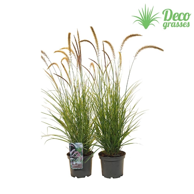 Image de Pennisetum x advena 'Sky Rocket'® - pot 19 cm