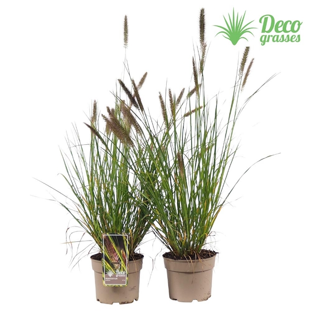 Image de Pennisetum viridiscens - pot 19 cm
