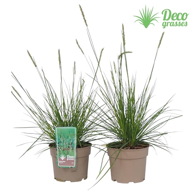 Image de Sesleria autumnalis - pot 19 cm