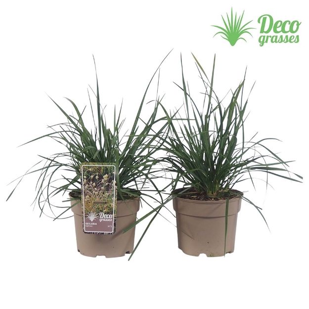 Image de Sesleria heufleriana - pot 19 cm