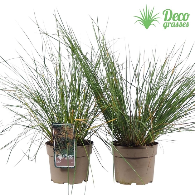 Image de Stipa gigantea - pot 19 cm