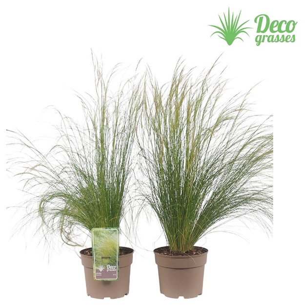 Image de Stipa tenacissima - pot 19 cm