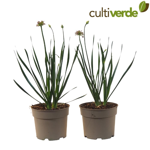 Image de Allium x hybrida 'Millenium' - pot 19 cm