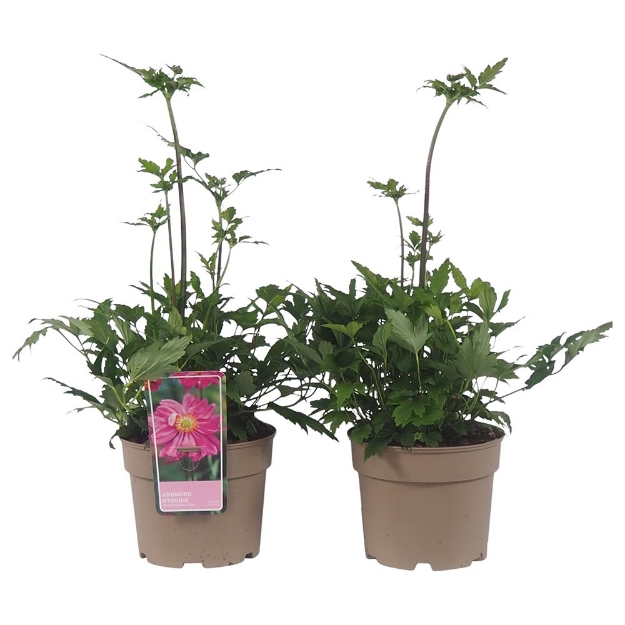 Image de Anemone hybride 'Bressingham Glow' - pot 19 cm