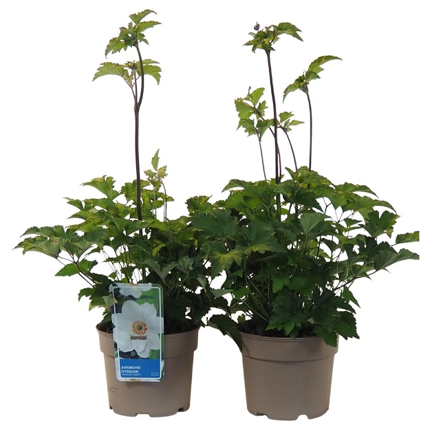 Image de Anemone hybrida 'Honorine Jobert' - pot 19 cm